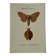 Planche Botanique Gravure Papillon naturaliste ancienne 19eme