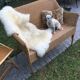 Banquette en bambou, rotin & osier adulte vintage