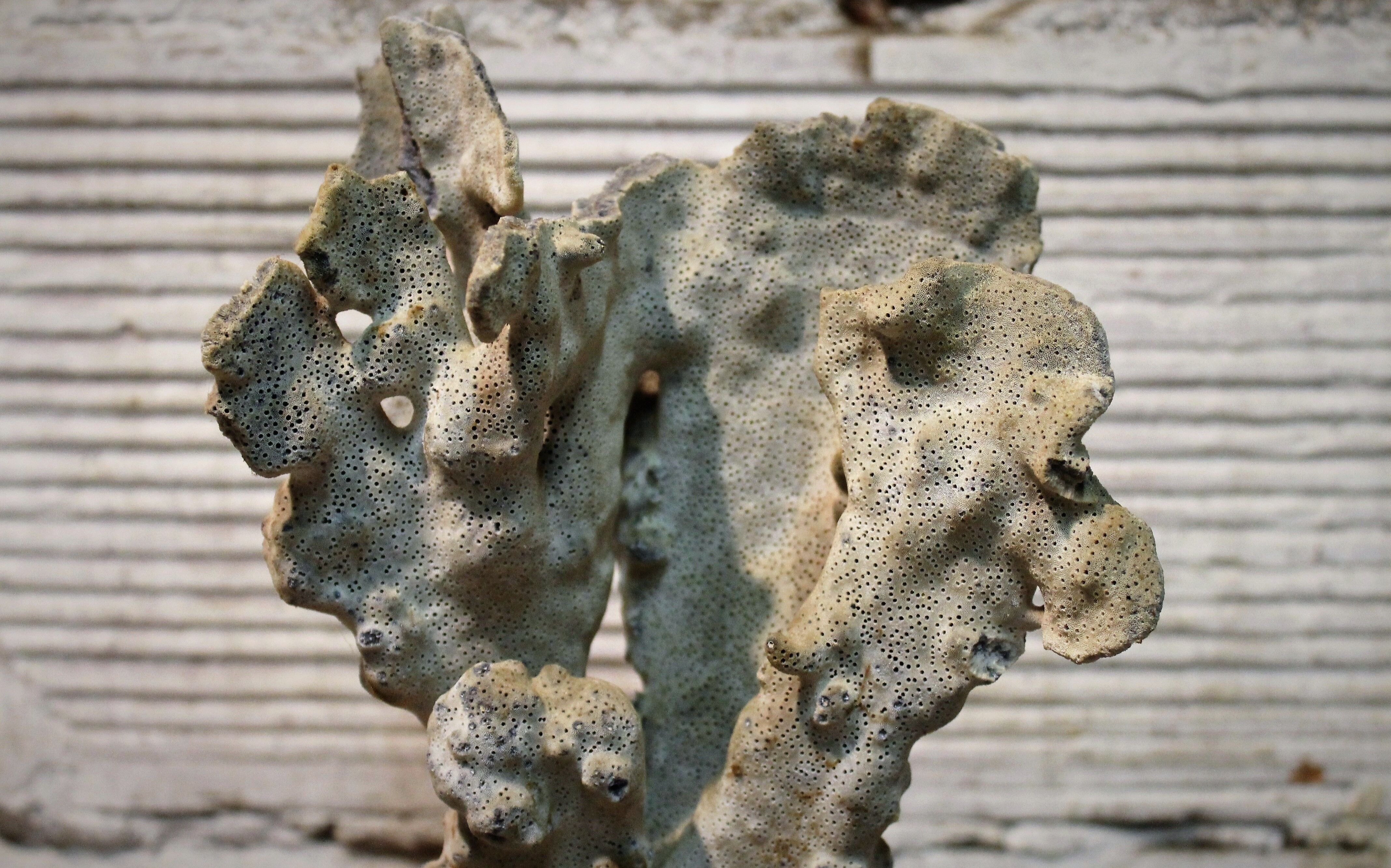 Coral on base 30 years