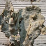 Coral on base 30 years