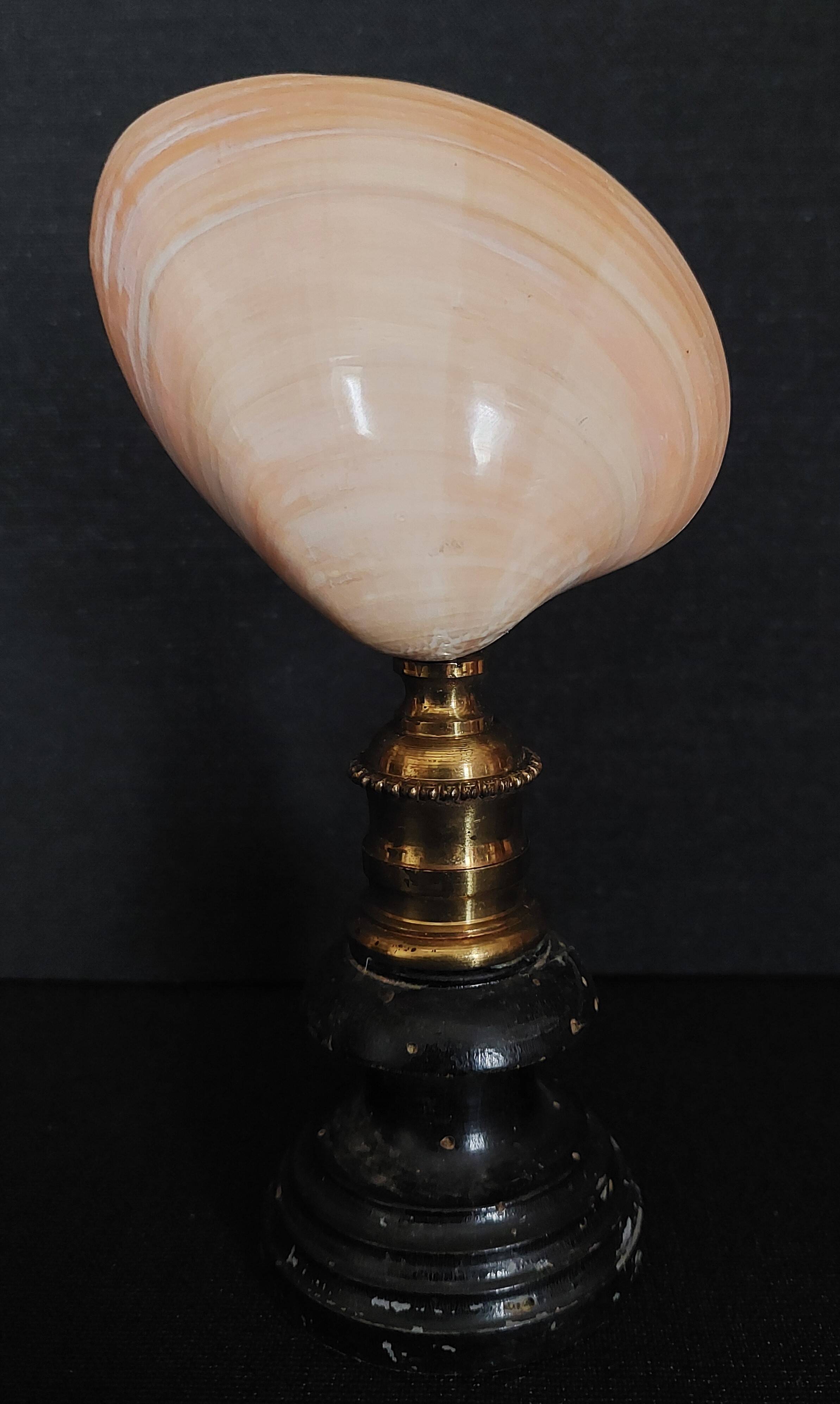 Cabinet of Curiosities codakia tigerina shell on base