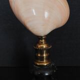 Cabinet of Curiosities codakia tigerina shell on base