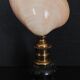 Cabinet of Curiosities codakia tigerina shell on base