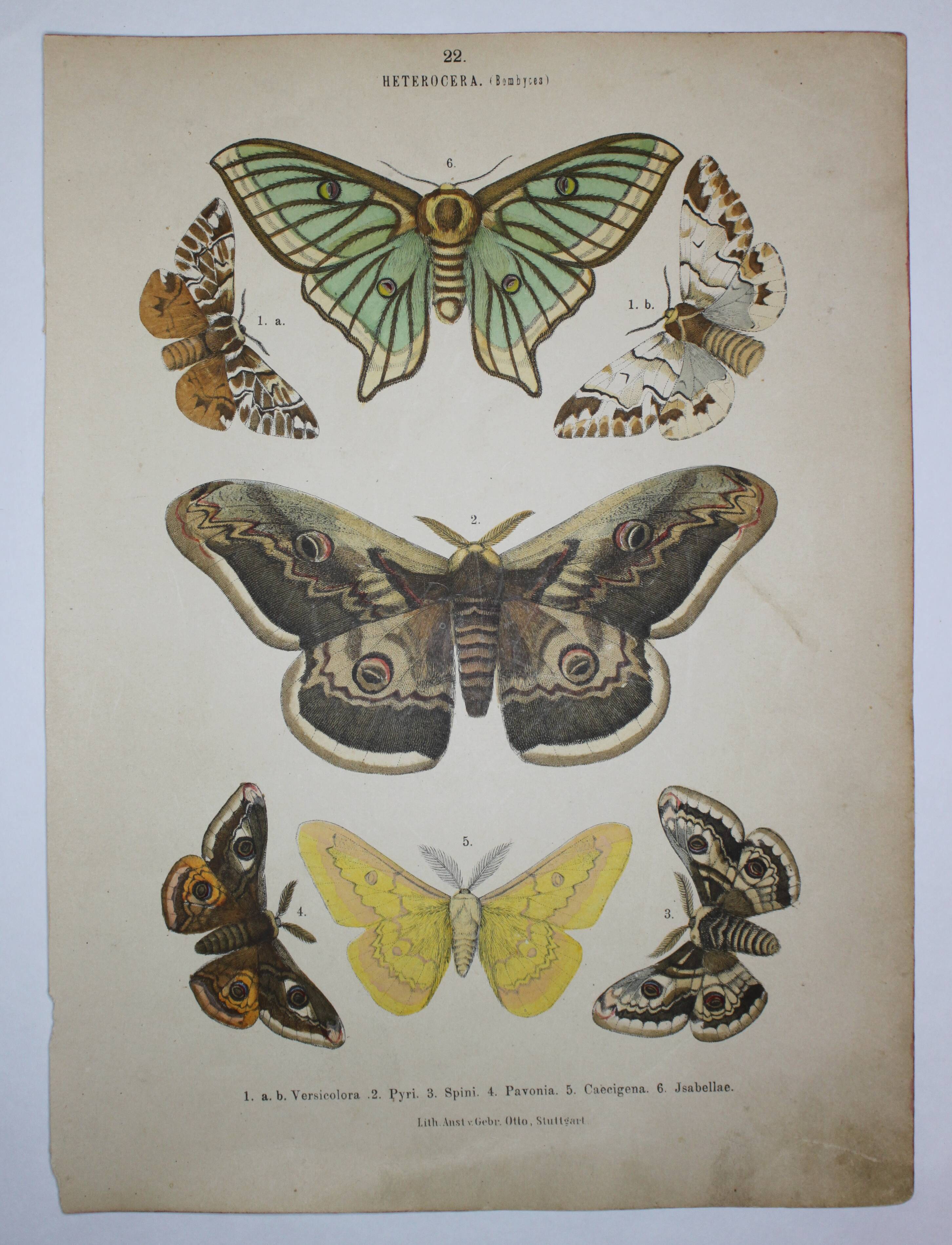 Lithographie papillons versicolora gravure de 1887 ancienne, lépidoptere planche original