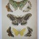 Lithographie papillons versicolora gravure de 1887 ancienne, lépidoptere planche original