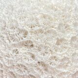 Fossil sea sponge