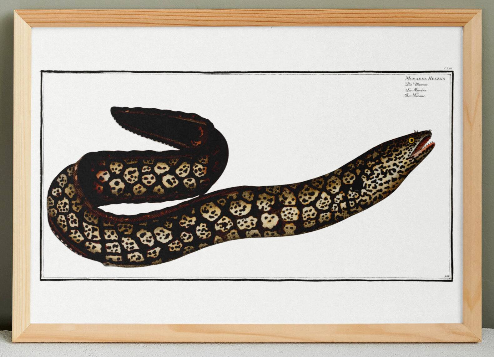 Poster about the moray eel, based on an old engraving from 1746.