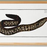 Poster about the moray eel, based on an old engraving from 1746.