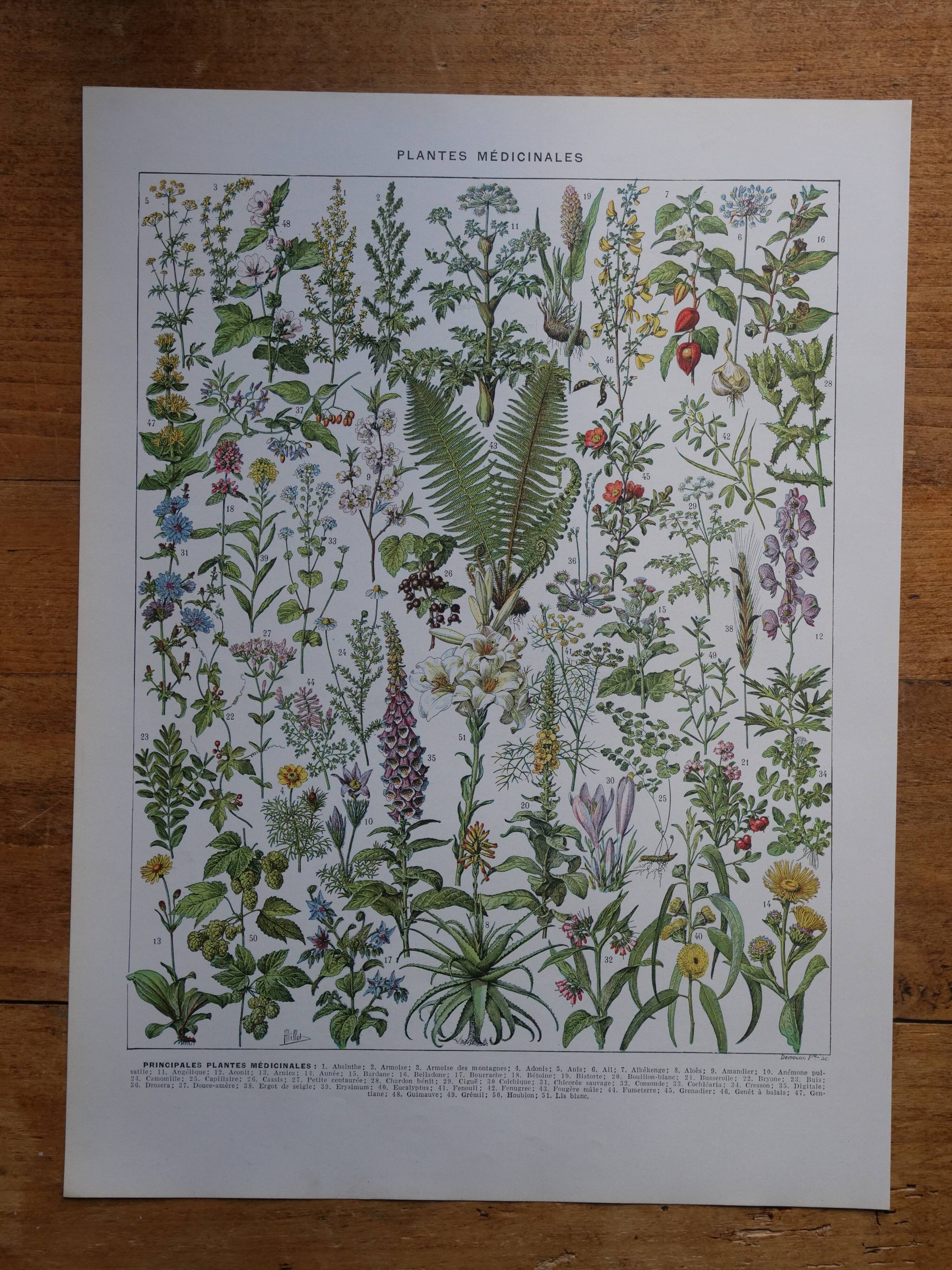 Original lithographs on medicinal plants