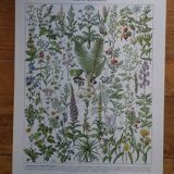 Original lithographs on medicinal plants