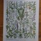 Lithographies originales sur les plantes médicinales