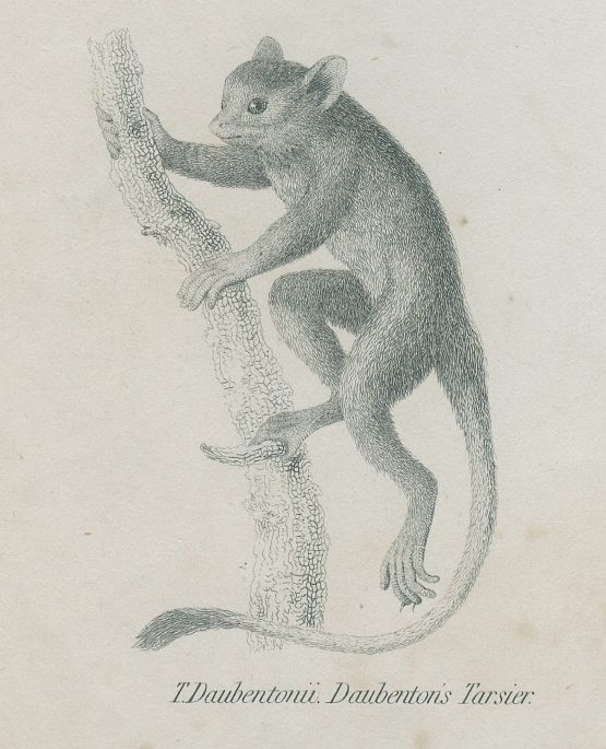 Antique engraving of primates xix
