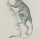 Antique engraving of primates xix