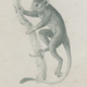 Antique engraving of primates xix