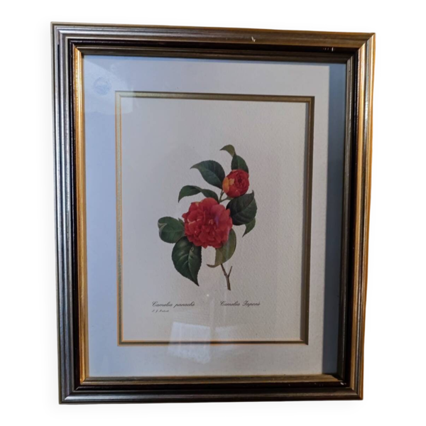 Lithographie Camélia encadré — Beyit