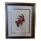 Framed Camellia Lithograph
