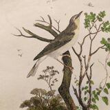 Gravure ancienne de 1839 -Le Pouillot - Planche oiseaux coloriée à la main