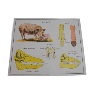 School Card The Pig and The Cow Editions Rossignol