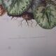 3 pink flower planks framed cyclamen, woolly ciss, lilies
