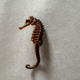 Hippocampe seché
