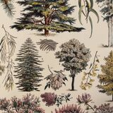 Lithograph engraving on ornamental tree gardens (cedar) from 1928