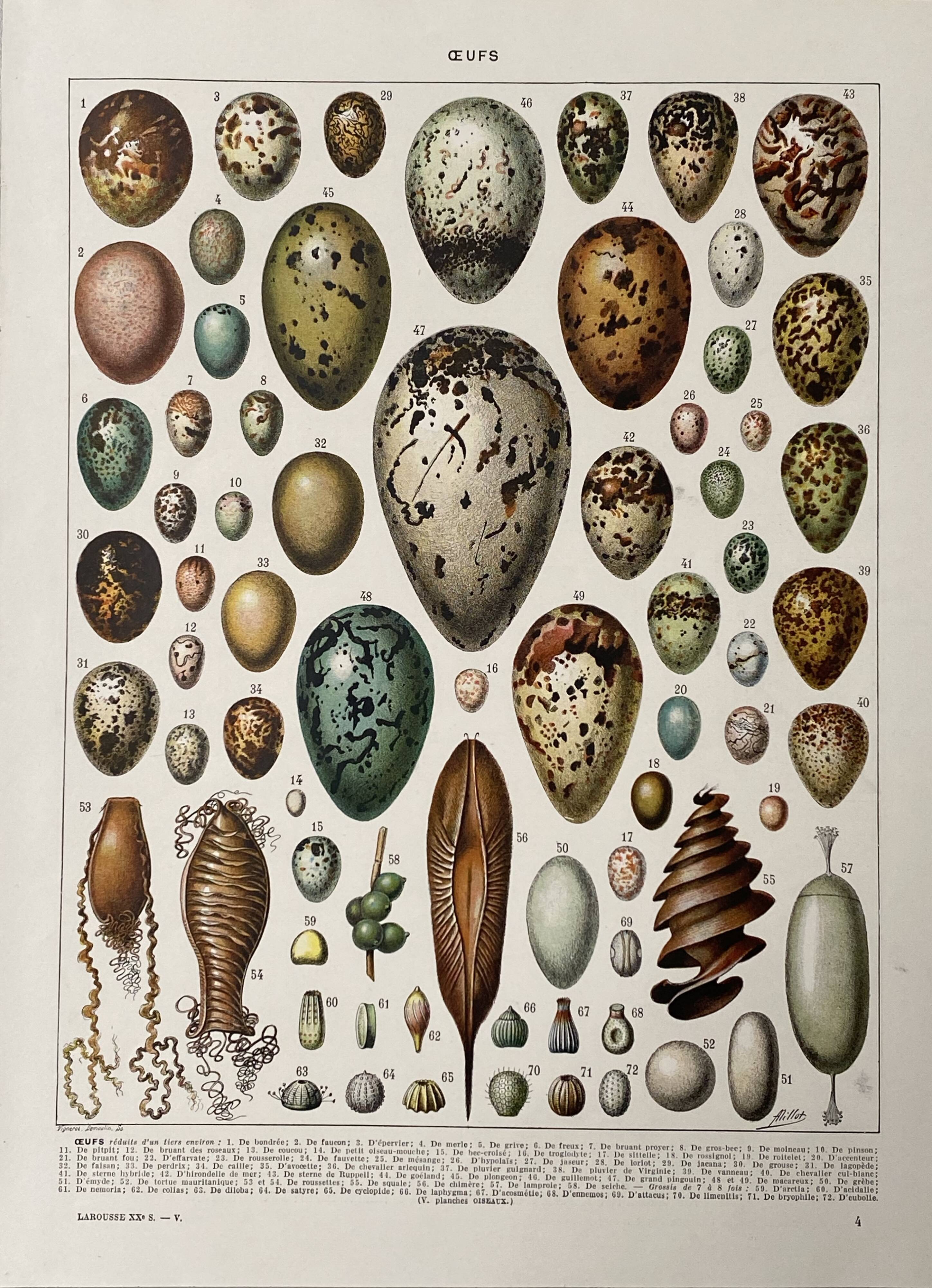 Old illustration Millot "eggs"