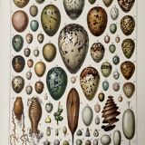 Illustration ancienne Millot "oeufs"