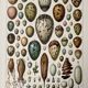 Illustration ancienne Millot "oeufs"