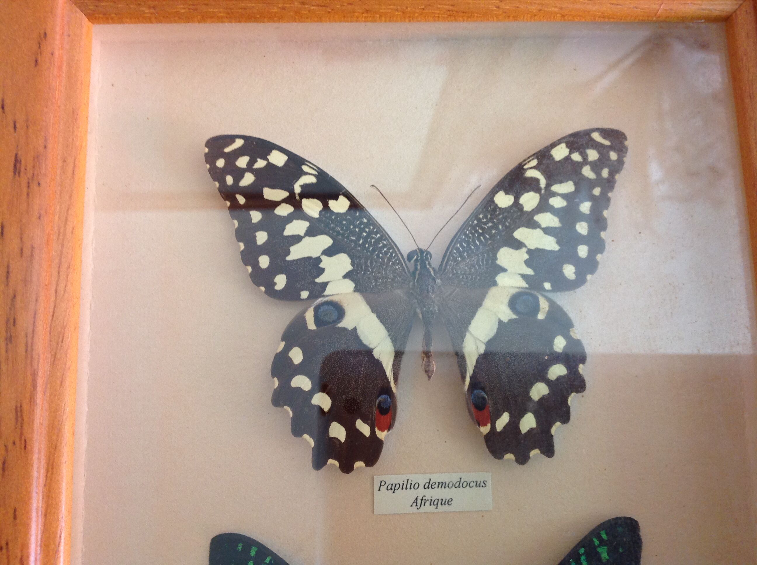 Butterfly frame