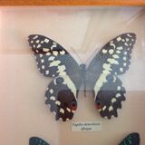 Butterfly frame