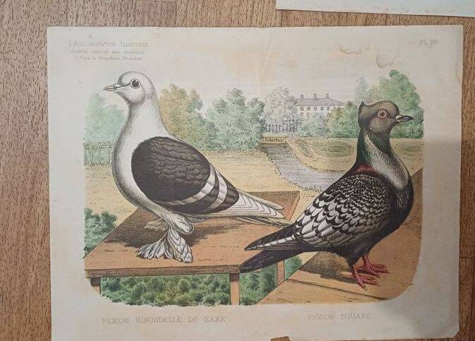 Suite de 11lLithographies ornithologiques XIXème - Races de Pigeons