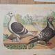 Suite de 11lLithographies ornithologiques XIXème - Races de Pigeons