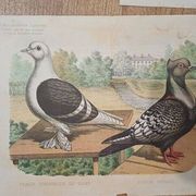 Suite de 11lLithographies ornithologiques XIXème - Races de Pigeons