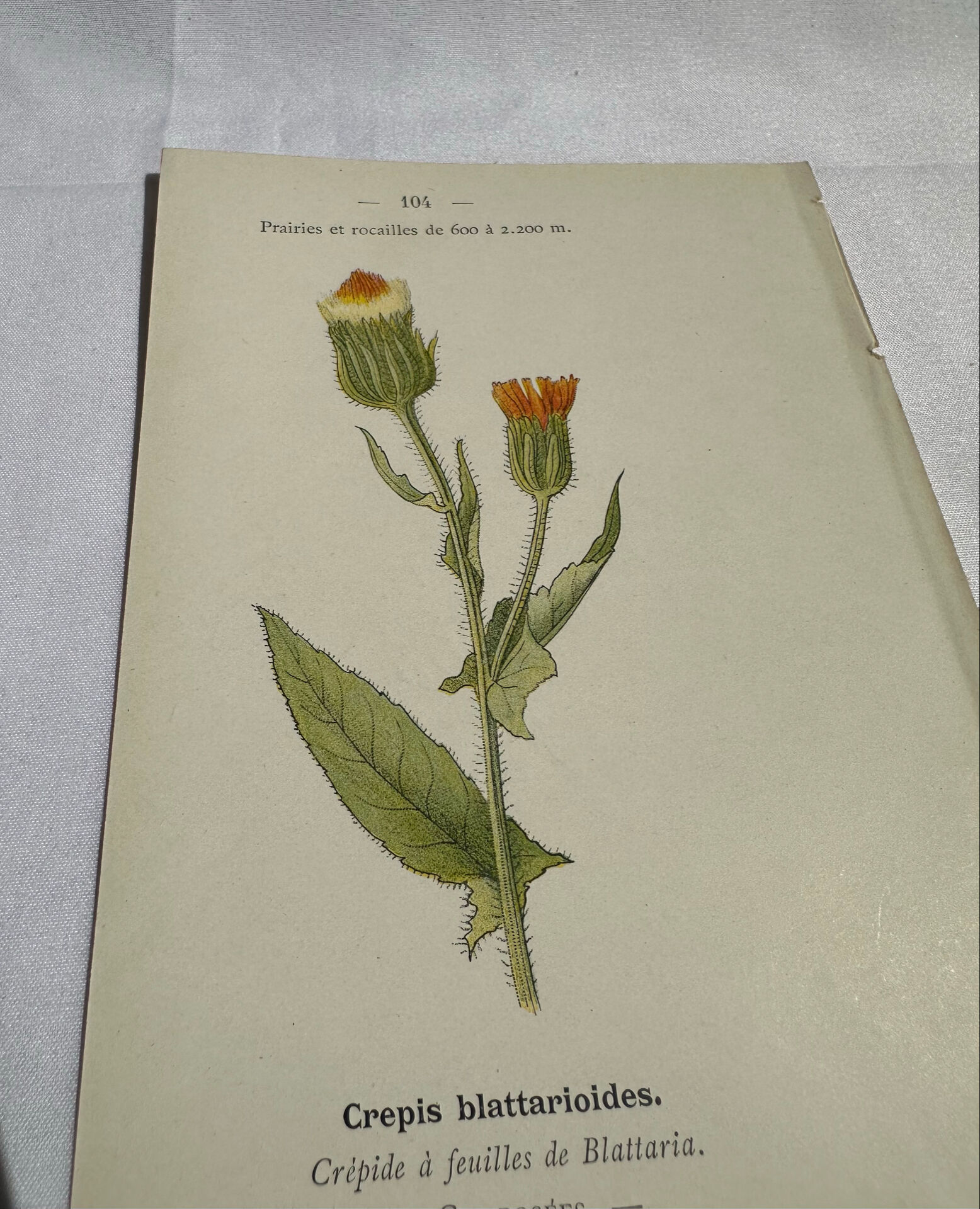 Old Botanical Engravings 19th Century – Naturalist Lithographs Flowers &