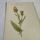 Old Botanical Engravings 19th Century – Naturalist Lithographs Flowers &