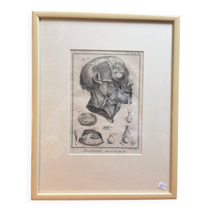 Ancien Estampe Gravure - bernard