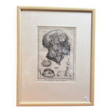 Old Print Engraving 19th Century Framed Anatomy Artery Face Bernard Dixerit