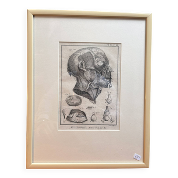 Old Print Engraving 19th Century Framed Anatomy Artery Face Bernard Dixerit