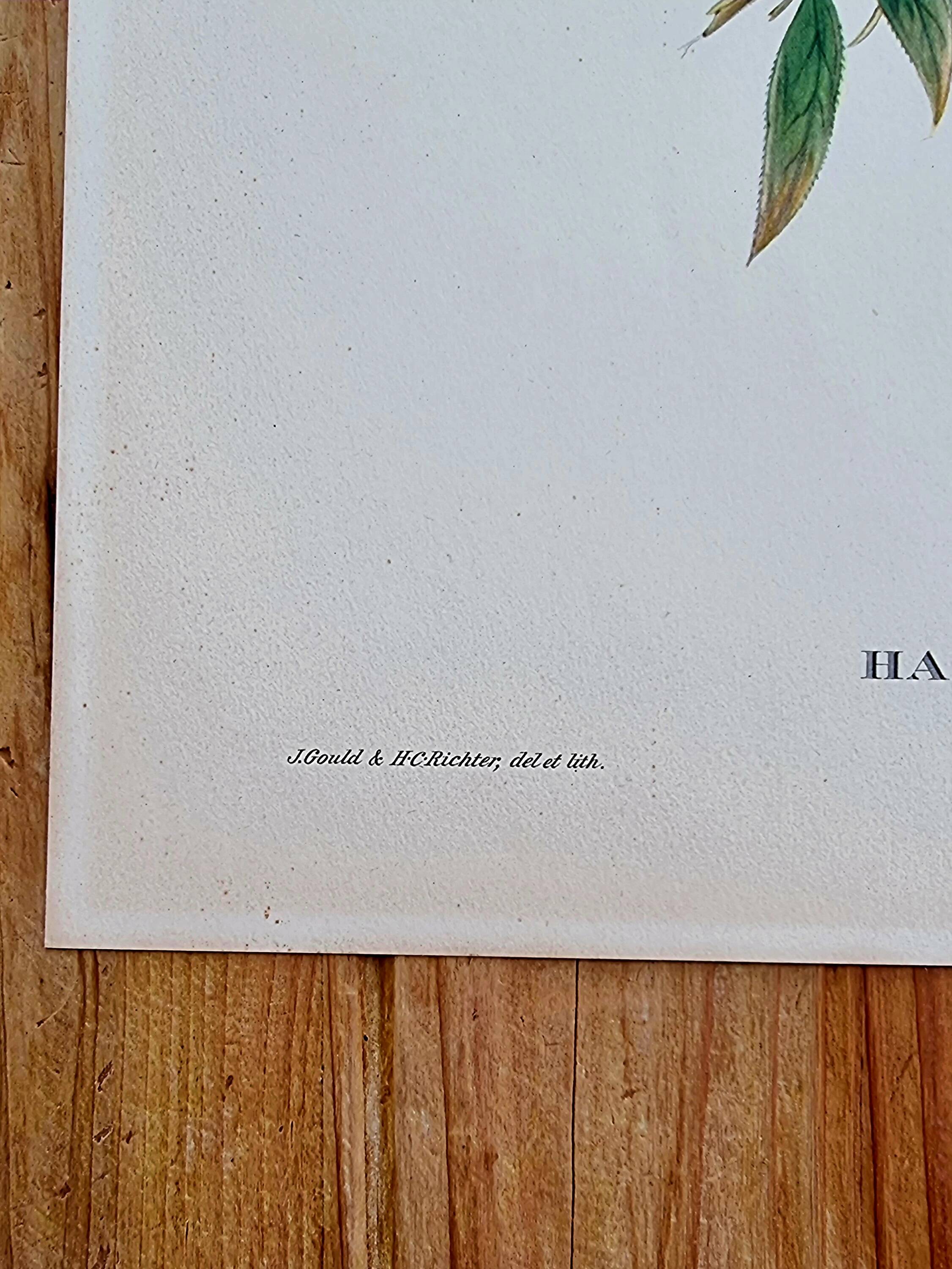 Bird lithograph "HAEMATOSPIZA SIPAHI" by J. Gould & H.C. Richter