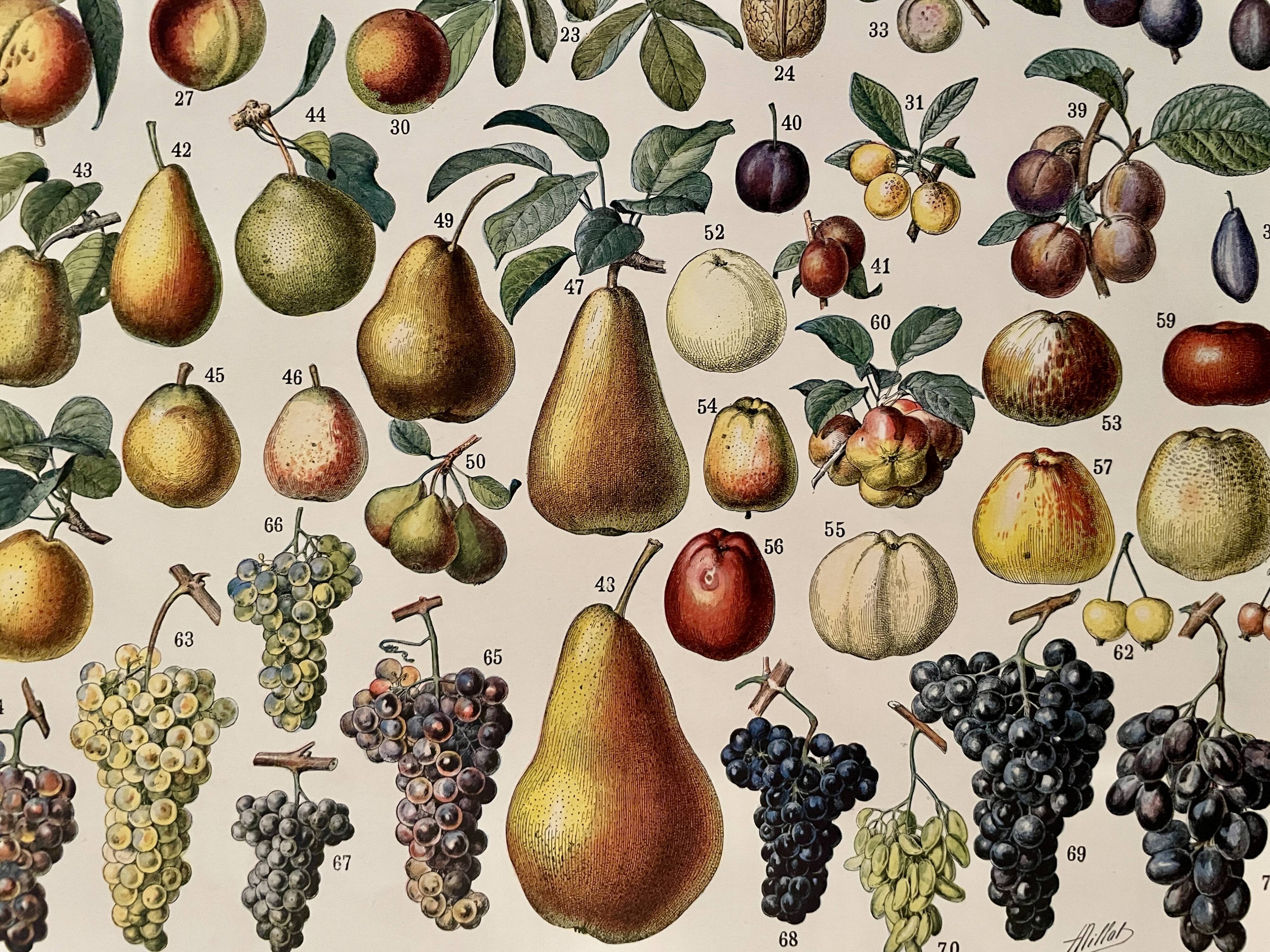 Lithograph on fruits - 1930