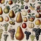 Lithograph on fruits - 1930