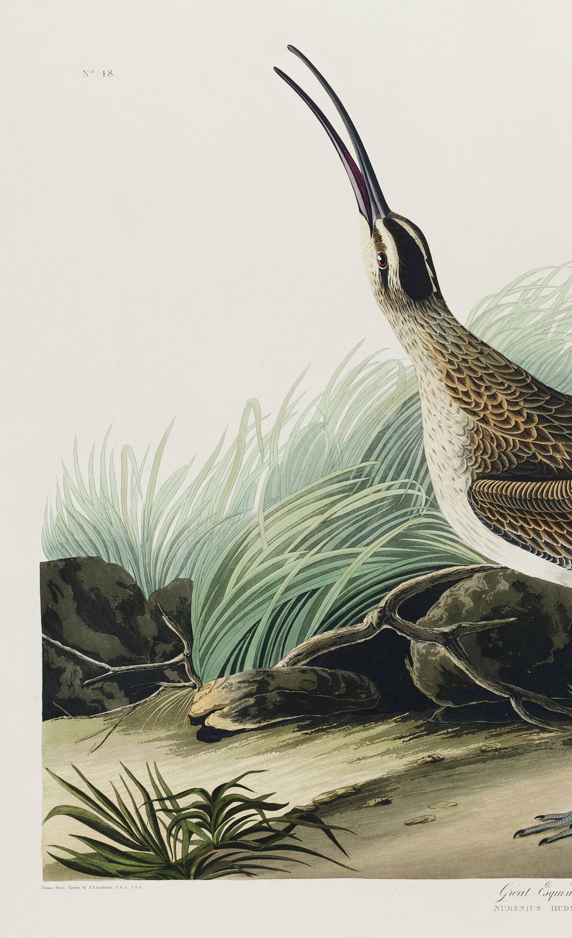 Poster about the Eurasian Curlew, based on an old engraving from 1827.