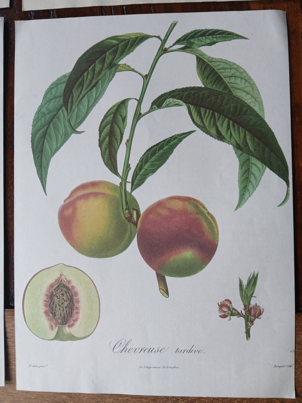 set of 6 botanical posters - fruit trees, flowers, butterflies