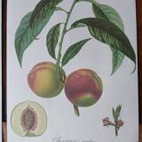 set of 6 botanical posters - fruit trees, flowers, butterflies