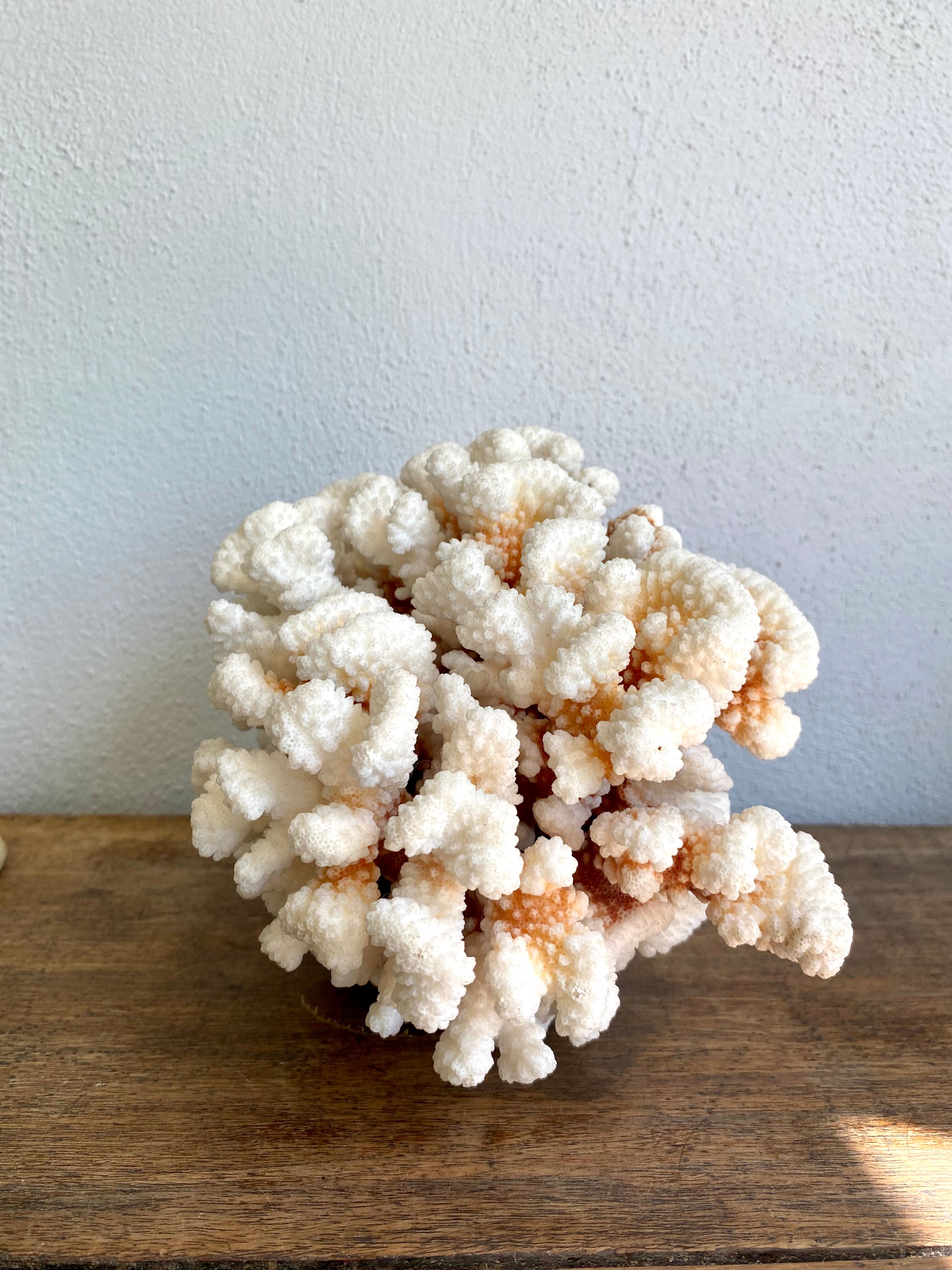 Coral XXL on its foot