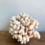 Coral XXL on its foot