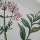 Set of 4 Villeroy and Boch plates, Botanica collection