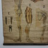 Anatomical chart