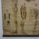 Tableau anatomique
