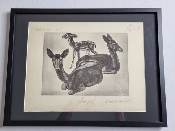 Planche illustrée, Études de Daims noirs, Signée André Margat, 1930-1950